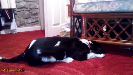 Puppies desperately trying to reach their toys