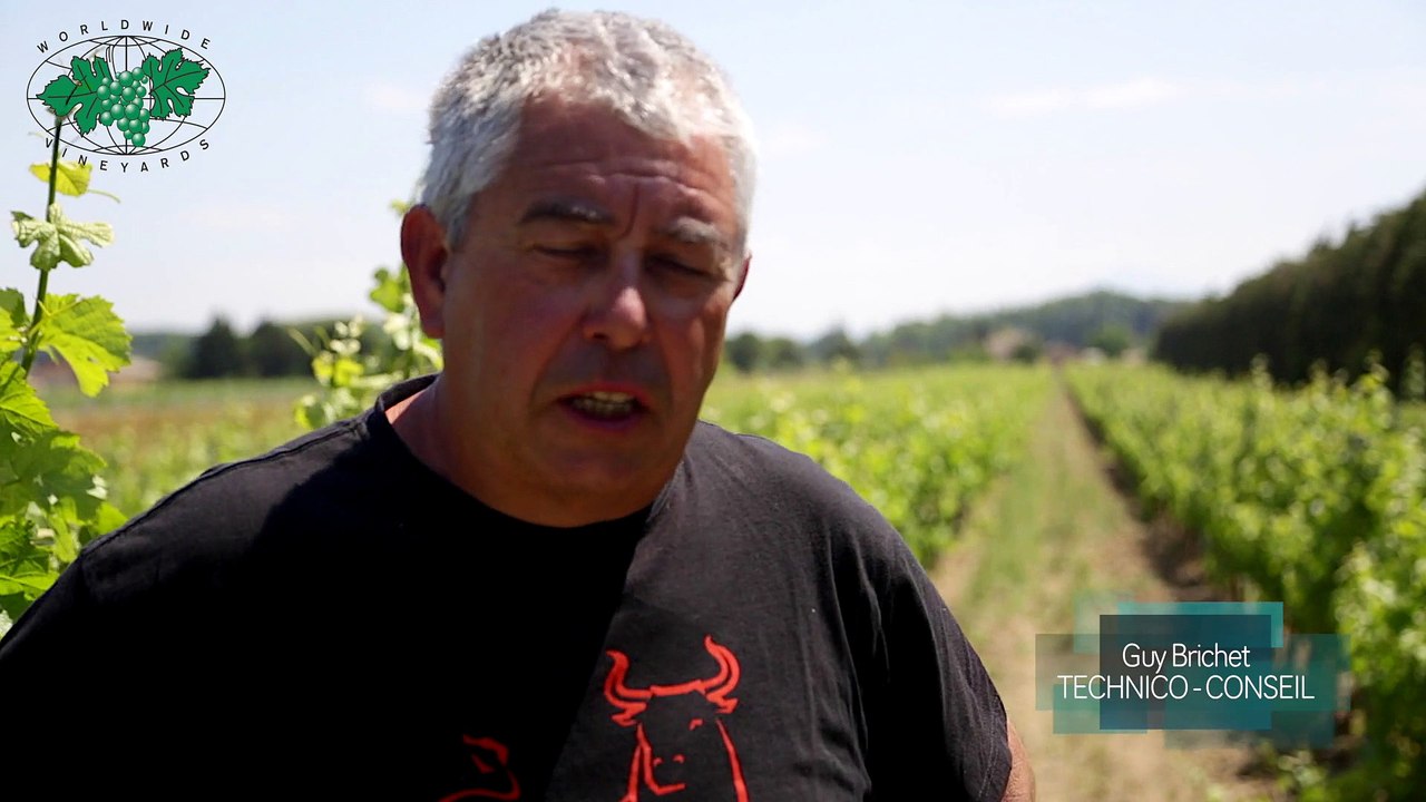 Regreffage sur des ceps atteints d'Esca-Explication de Guy Brichet HD