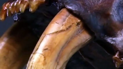 How It’s Made - Skeletal Replicas