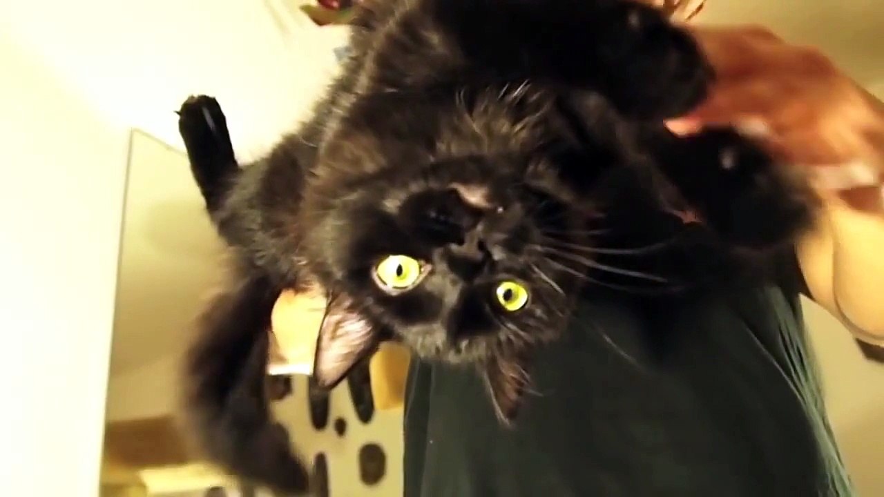 01 Upside Down Kitty