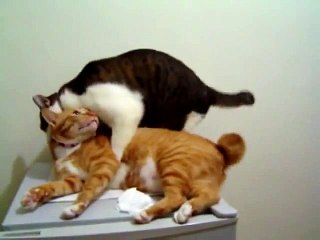 1 Gay Cats being Naughty Taiwanese Gay Cat Porn 台灣同志貓