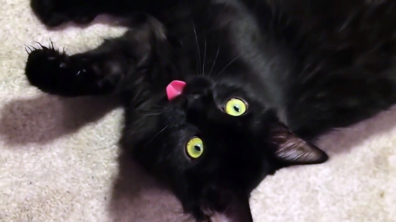 1 Kitteh Doesn t Put Tongue Away