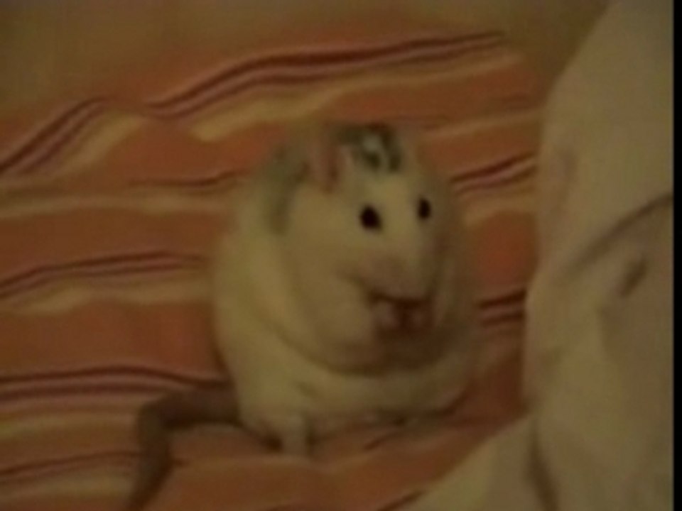Avez vous déja vu un rat sumo