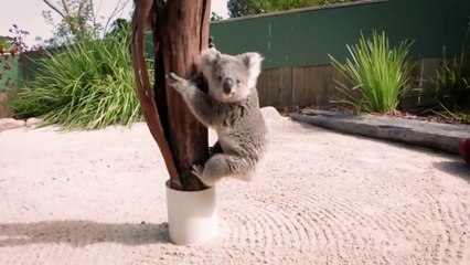Un bébé koala grimpe sur un caméraman