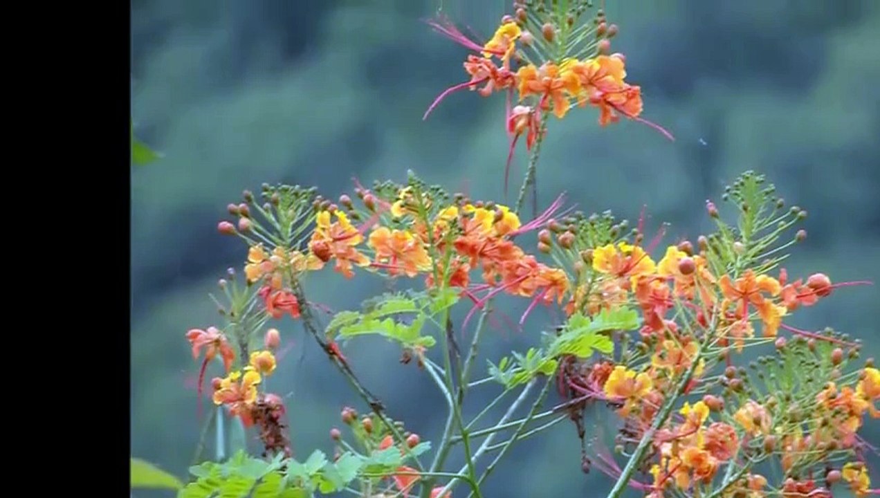 ARPA MEXICANA _Corrido de Zacapoxtepec _......música ranchera. (480p)