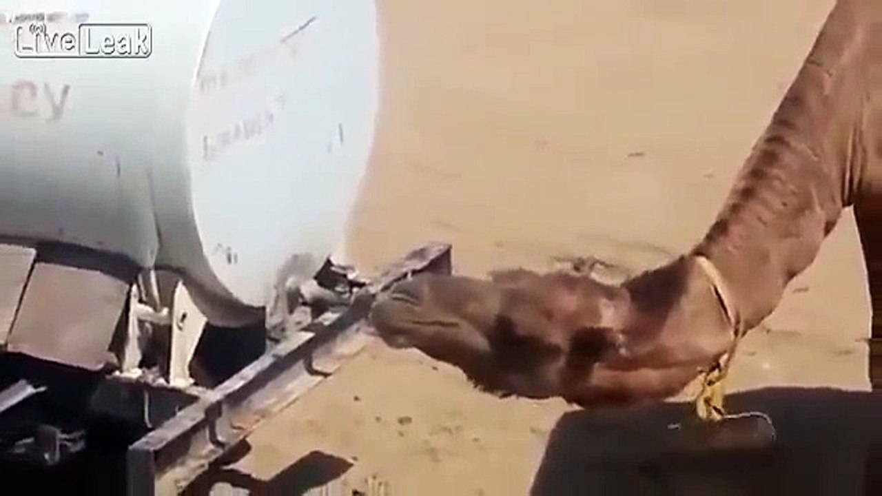 SMART CAMEL