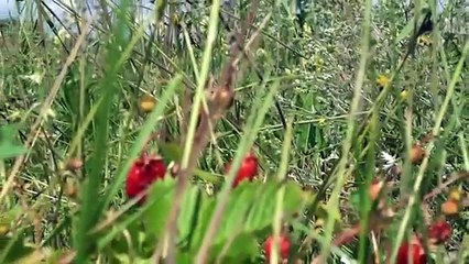 Звенигово Марий Эл