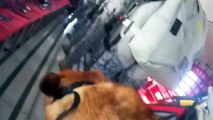 El perro paracaidista de las fuerzas aéreas colombianas