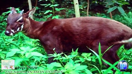 Top 10 Animals In Danger Of Extinction HD