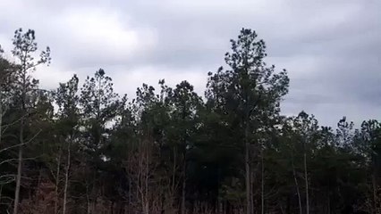 Z57 presents Backyard Trees