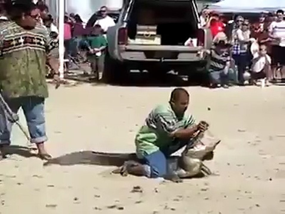 crocodile