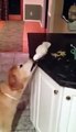 Un perroquet nourrit un chien. Trop mignon