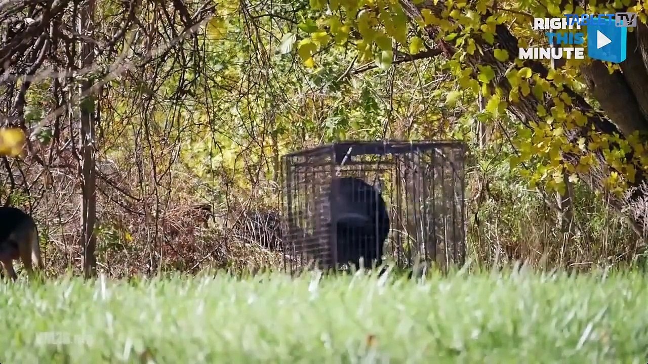 ÚTULKOVO: Tri dojímavé príbehy, ktoré vás chytia za srdce