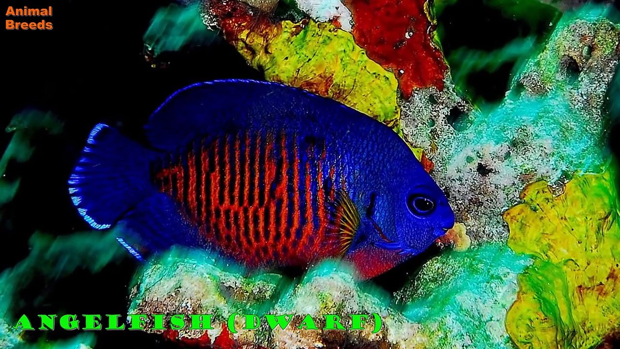 All Beautiful and Colorful Discus Fish Species Animals World