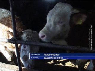Povećanjem broja bikova do bolje zarade, 16. decembar 2015. (RTV Bor)