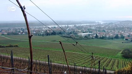 سنة جيدة لمنتجي النبيذ في وسط اوروبا | صنع في ألمانيا