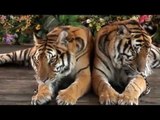 Mundo Animal: Seis animales que mas duermen más que tú