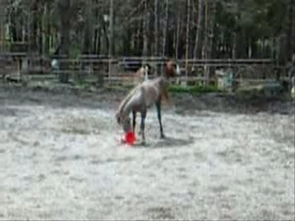 PUR SANG ARABE .SHEITAN.