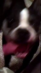 Un chien avec le sens du rythme