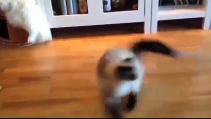 Les meilleures chats du web