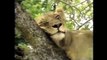 Crater Lions of Ngorongoro African Animals Wildlife Full Documentary #HD 2015 720p