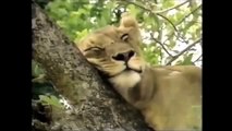 Crater Lions of Ngorongoro African Animals Wildlife Full Documentary #HD 2015 720p