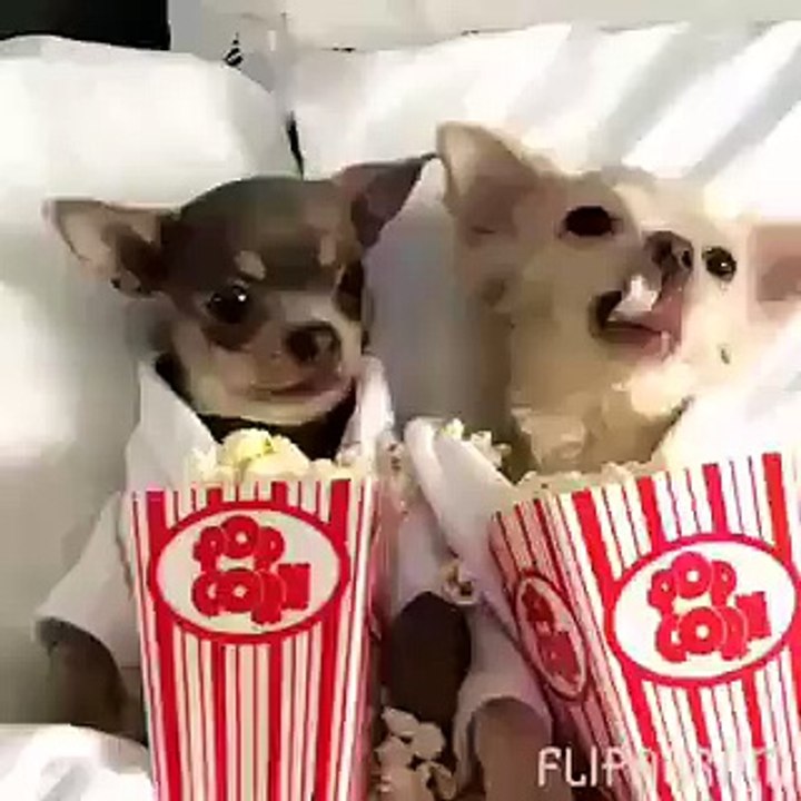 Dogs eating pop corn