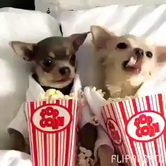 Dogs eating pop corn