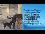 ¿Te has preguntado si es riesgoso darle besos a tu perro?