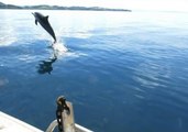 Spinner Dolphins Jump Off Bow of Dive Boat
