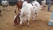 Cow Cattle Farm in Karachi 2015 White N Brown Cow Bakra Mandi Pakistan
