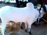 Cow Mandi Bakra Eid in pakistan s Videos 3