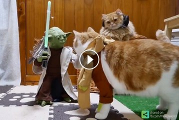 Yoda training the Jedi cats