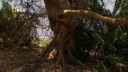 Les Lions Des Marais