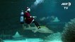 Scuba-diving Santa takes dip in Seoul aquarium