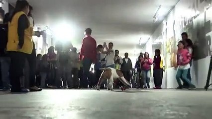 Bulldog peruano compite como perro deportista del año