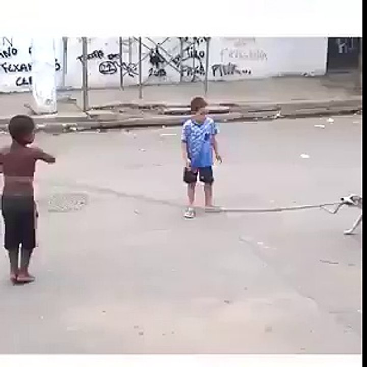 FUNNY DOG