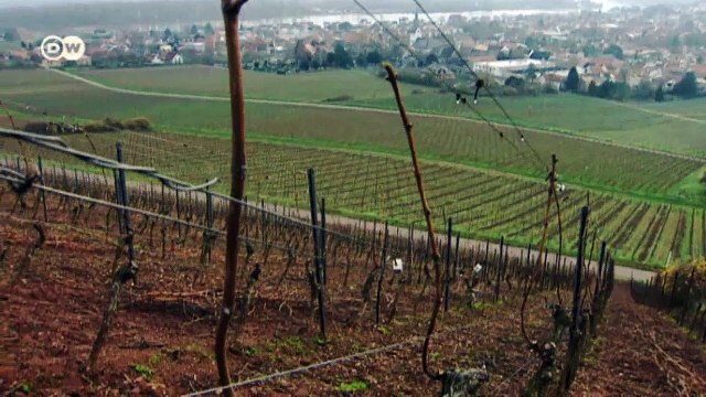 Buenos vinos: la excelente añada de 2015 | Hecho en Alemania