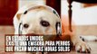 Curiosidades sobre los perros