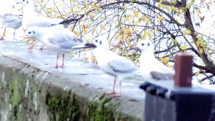 les mouettes font la fête