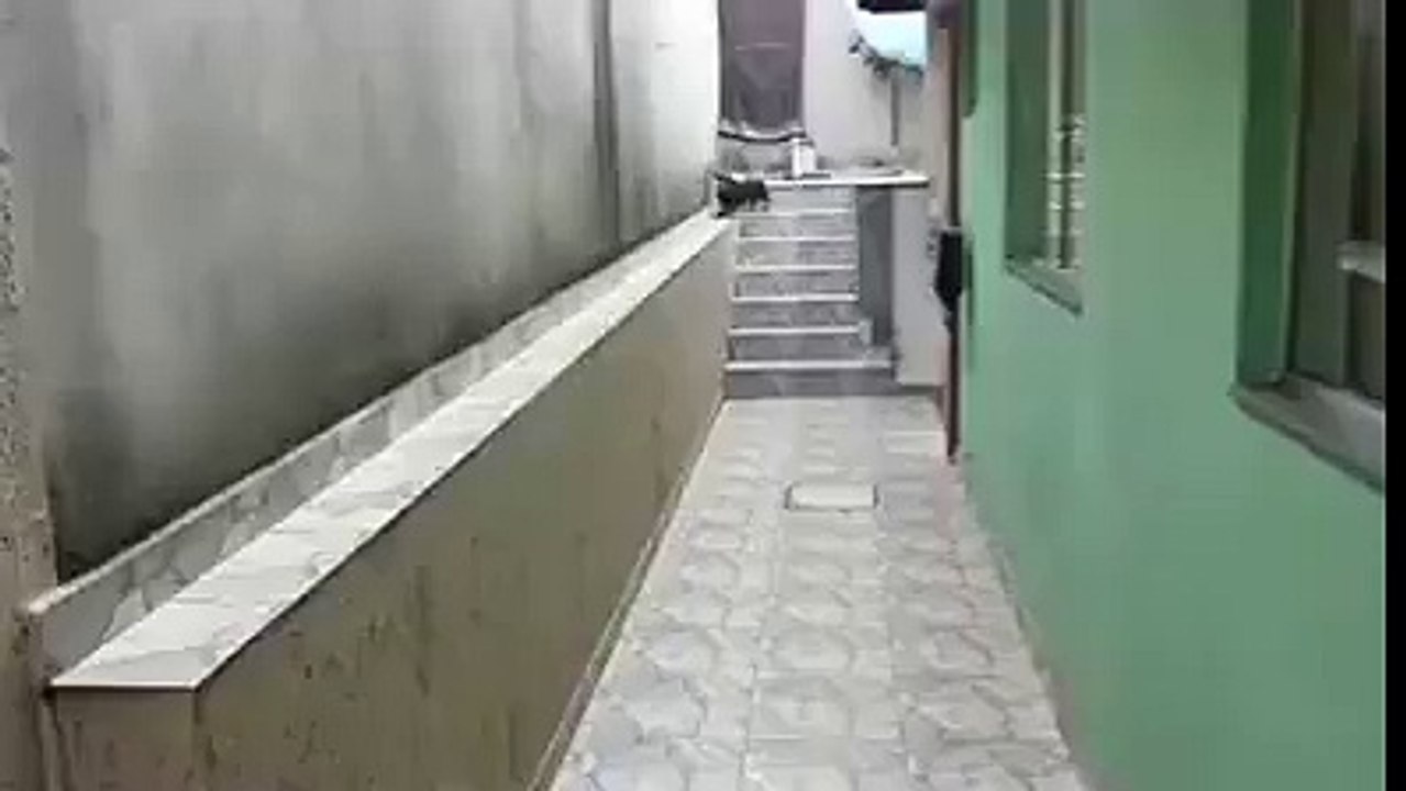 TELANTED DOG