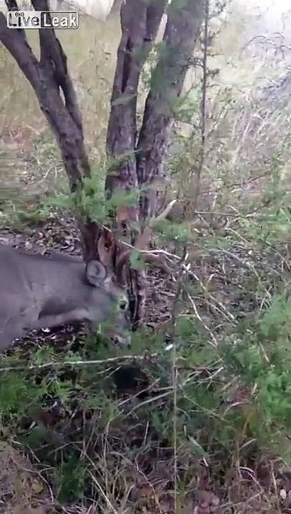 Un pauvre cerf pris au piège dans un arbre