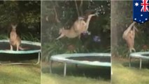 Kangaroo on trampoline gets its bounce on, but falls flat on the dismount