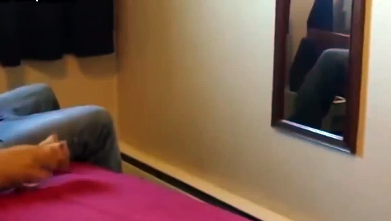 funny CAT