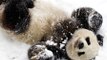3 Sweet Facts About Pandas