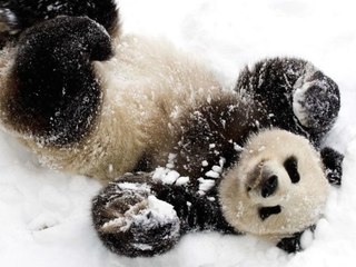 3 Sweet Facts About Pandas