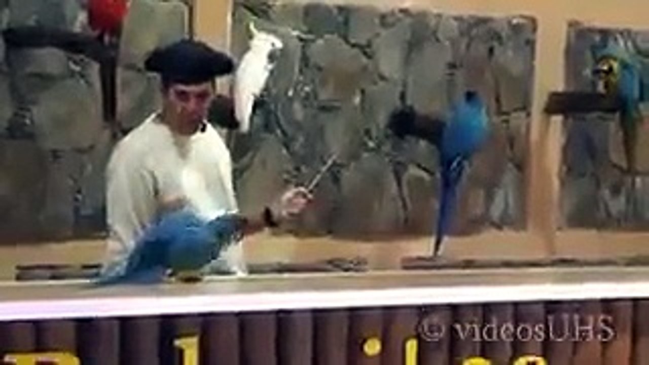 واہ یار اس نے اپنے طوطوں کو زبردست ٹریننگ دی ہے۔۔ ویڈیو دیکھیں۔۔