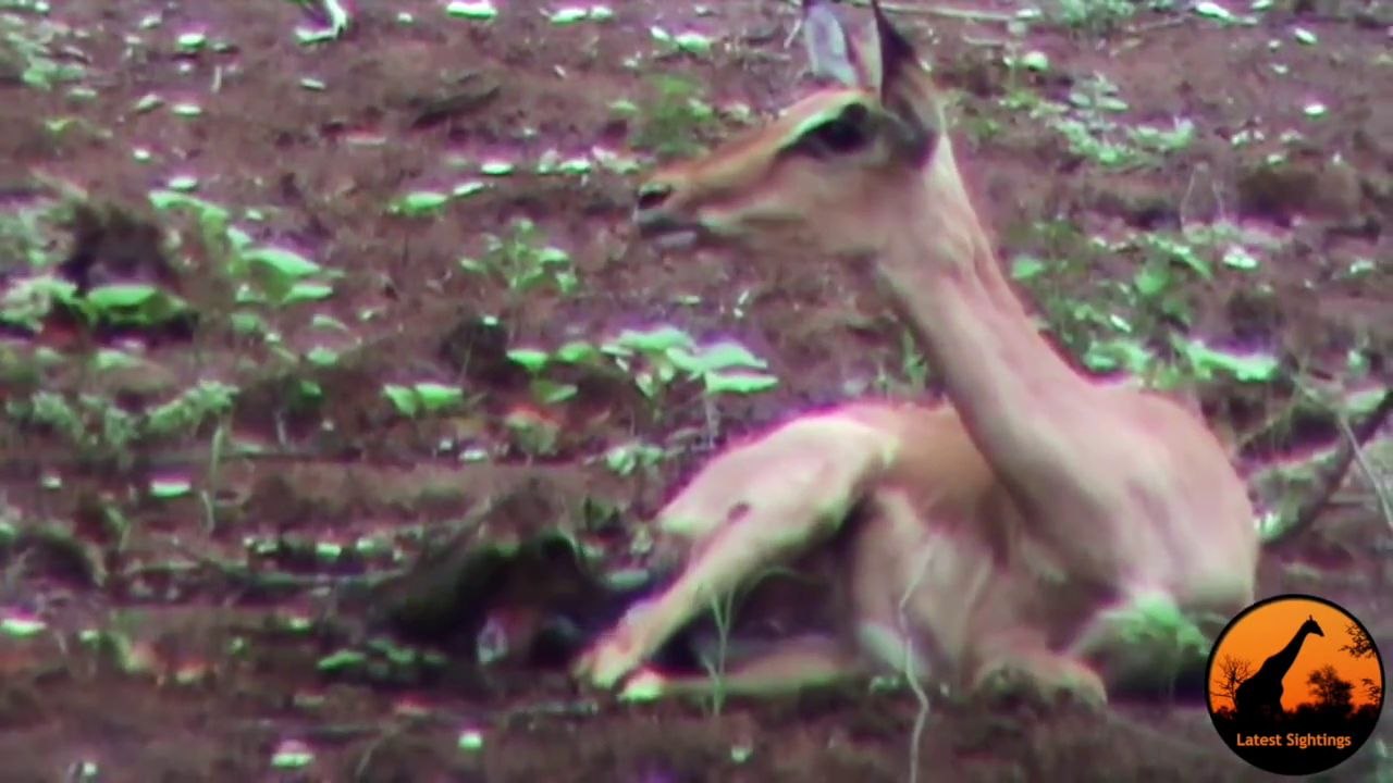 La courte vie d'un impala