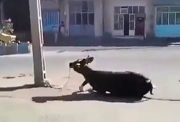 OMG !!! Cow Hit failed