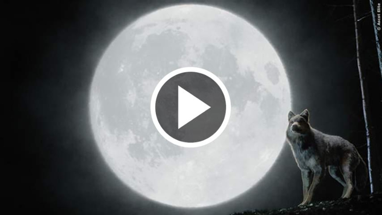 Wolfblood Staffel 2 Trailer German Deutsch (2014)